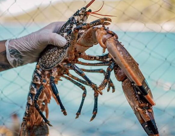 293056296_102398985883524_5358678612507795248_n https://www.p-nautica.hr/wp-content/uploads/2024/02/293056296_102398985883524_5358678612507795248_n-e1707752340857.jpg